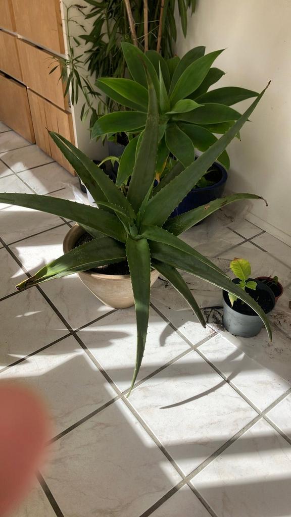 Grote Agave plant 70 bij 70 cm, Volle zon, Vaste plant, Bloeit niet, Ophalen