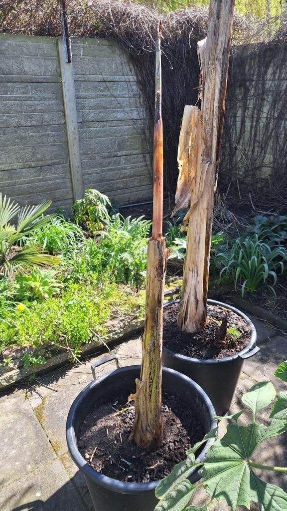 Musa sikkemenis "red tiger", Tuin en Terras, Planten | Bomen, Overige soorten, Volle zon, Ophalen