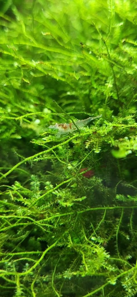 Garnalen, Ophalen, Zo goed als nieuw, Plant(en), Steen of Hout