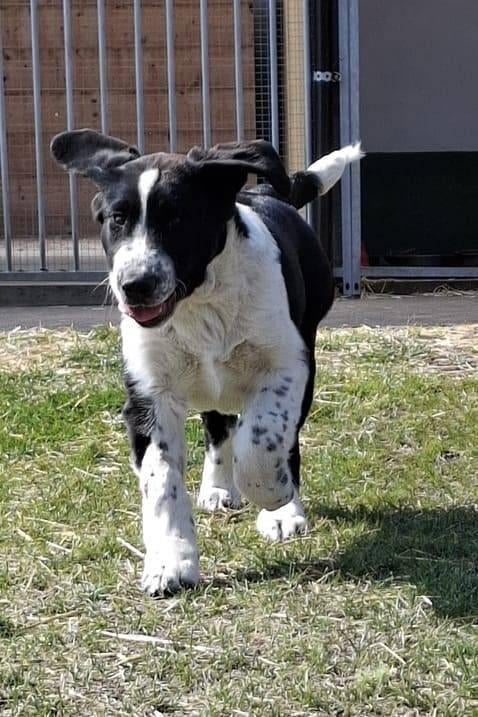 Alabai / Centraal-Aziatische Herder pup reu met FCI stamboom, Fokker | Hobbymatig, 15 weken tot 1 jaar, Reu, Buitenland