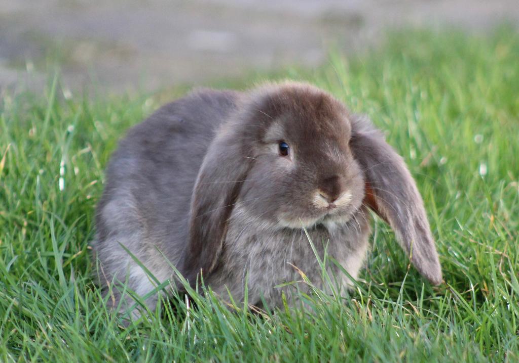 Raszuivere jonge Franse Hangoor koppels van zorgboerderij