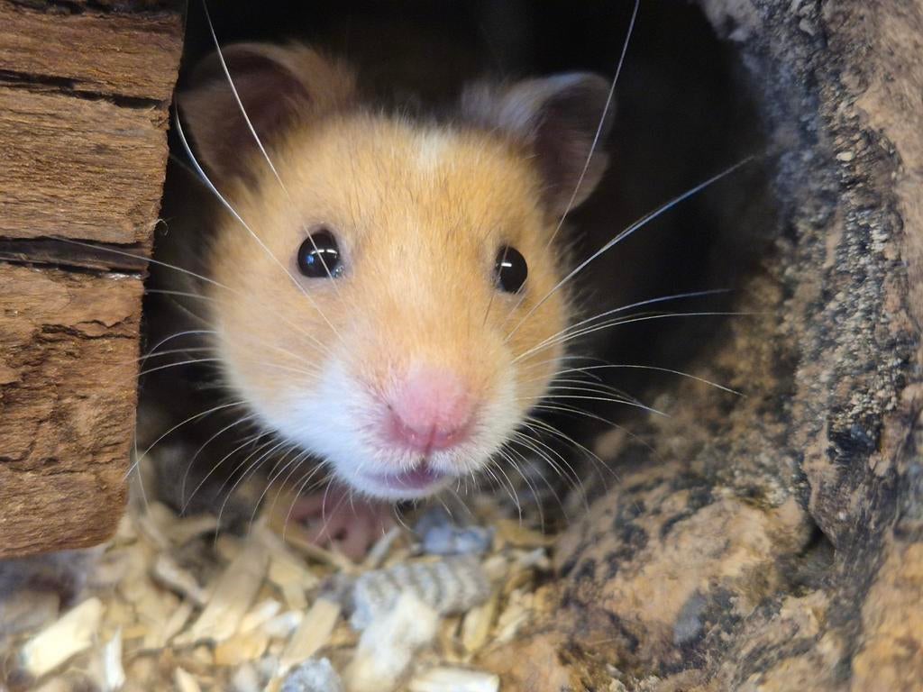 Jonge goudhamsters, Hamster, Februari, Mannelijk, Tam