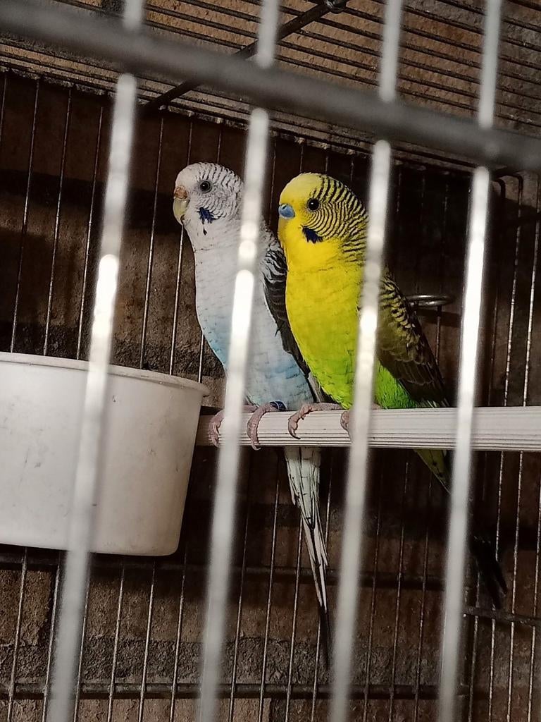 Koppel groene blackwing grasparkieten tt waardig, Dieren en Toebehoren, Meerdere dieren, Parkiet