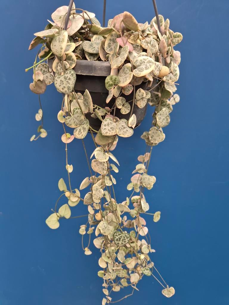 Ceropegia Variegata p14, Huis en Inrichting, Kamerplanten, Ophalen of Verzenden, Halfschaduw, Minder dan 100 cm