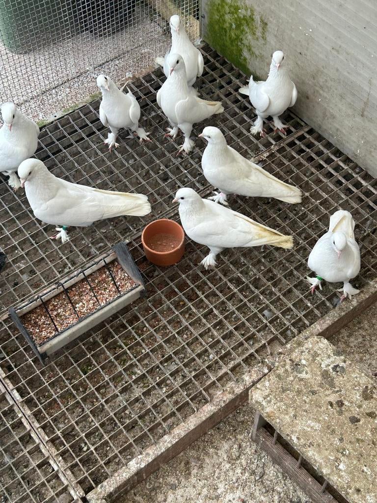 Takla duiven, Meerdere dieren, Overige soorten