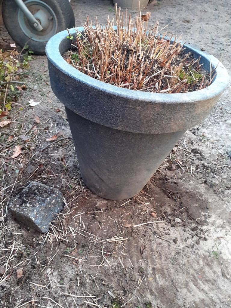 Siergras planten, Ophalen, Siergrassen, Volle zon