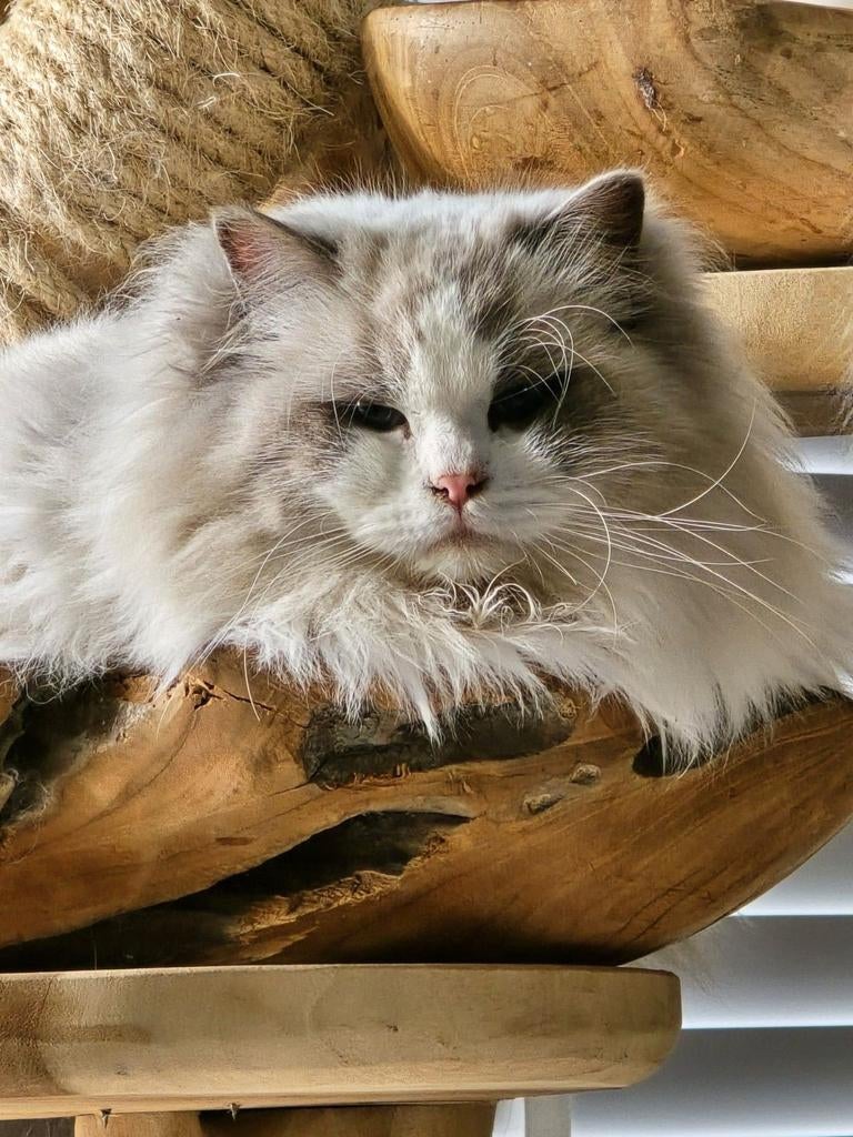 Zeer mooie en lieve dekkater!! Getest, met stamboom!, Dieren en Toebehoren