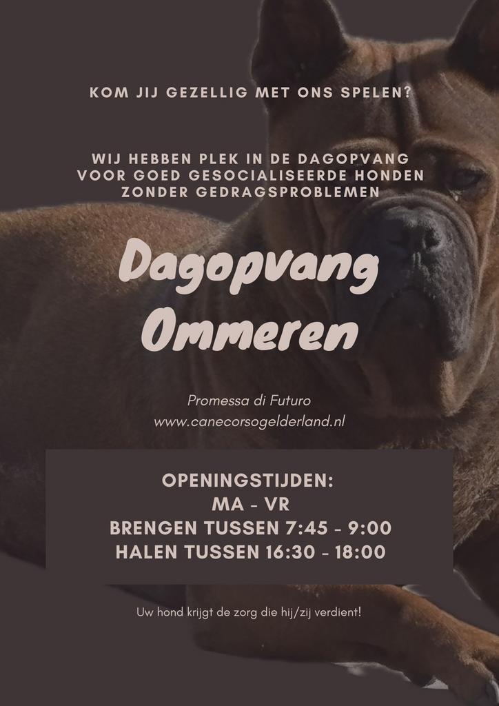 Dagopvang voor de hond / pup Ommeren Gelderland, Diensten en Vakmensen, Dieren | Honden | Verzorging, Oppas en Les, Pension of Dagopvang