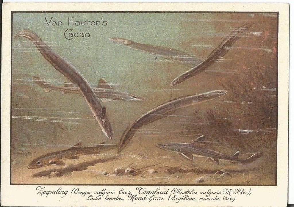 oude reclamekaart  palingen  en haaien  van Houten, Weesp, Ophalen of Verzenden, Zo goed als nieuw, Overige typen