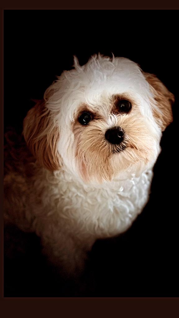 Dekreu maltipoo, Dieren en Toebehoren, Parvo, Reu, 1 tot 2 jaar, Eén hond