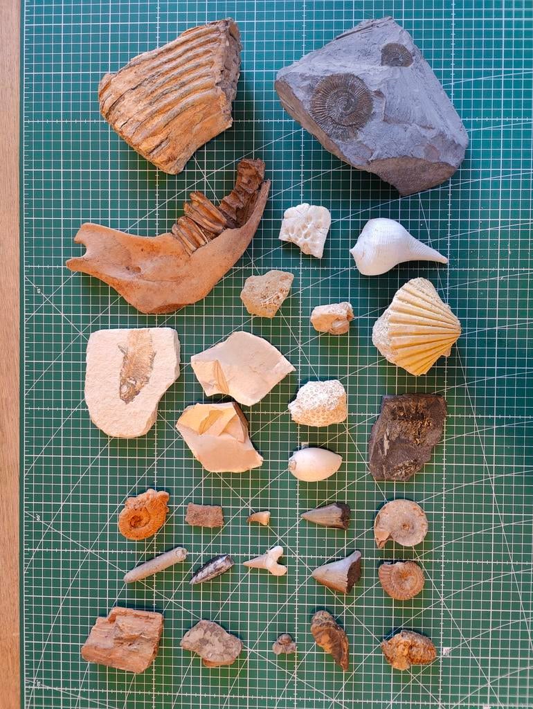 Collectie fossielen, Ophalen of Verzenden, Fossiel