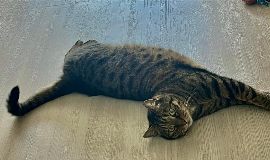 Katten oppas, Particuliere oppas