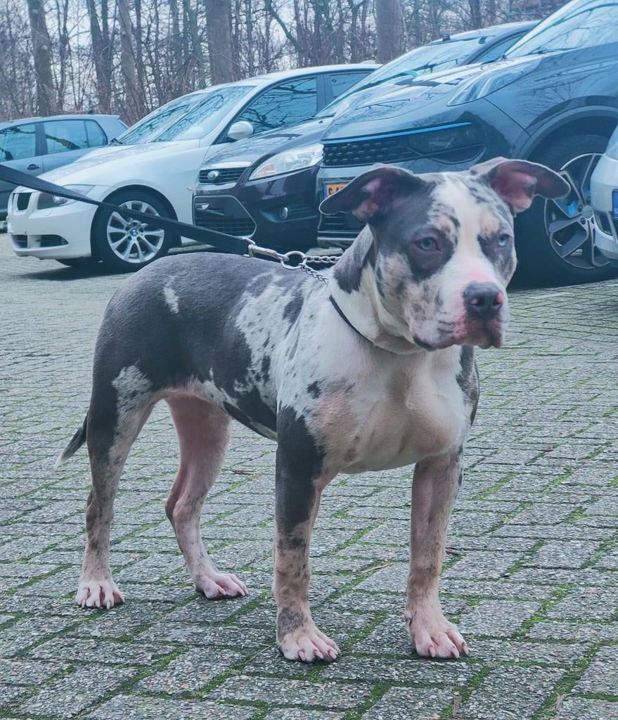 American bully xl teef, Parvo, Overige rassen, 8 tot 15 weken, Meerdere