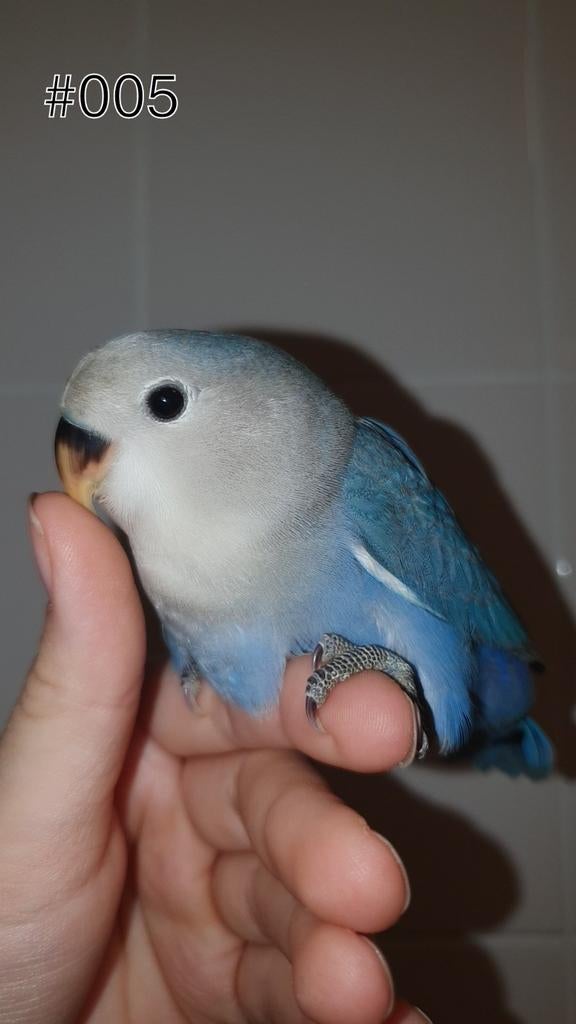 ♂️️Halftam agapornis roseicollis jong. zie beschrijving., Dieren en Toebehoren, Vogels | Parkieten en Papegaaien, Mannelijk, Dwergpapegaai of Agapornis