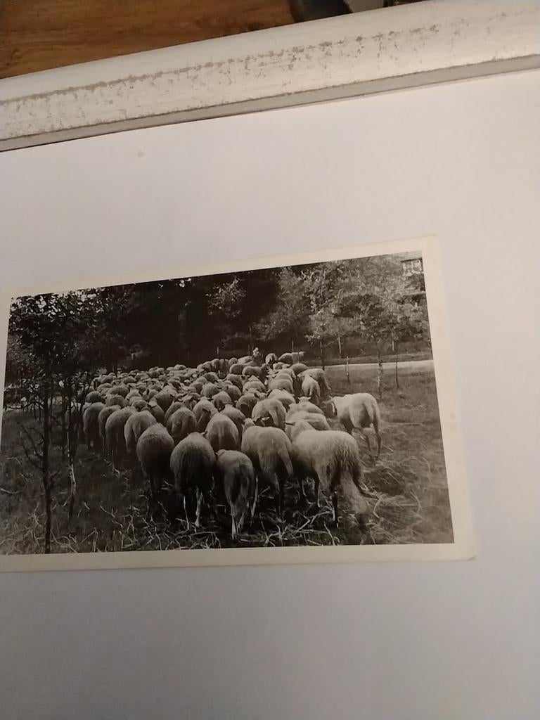 ELSPEET. KUDDE SCHAPEN, Ophalen of Verzenden, 1960 tot 1980, Gelderland
