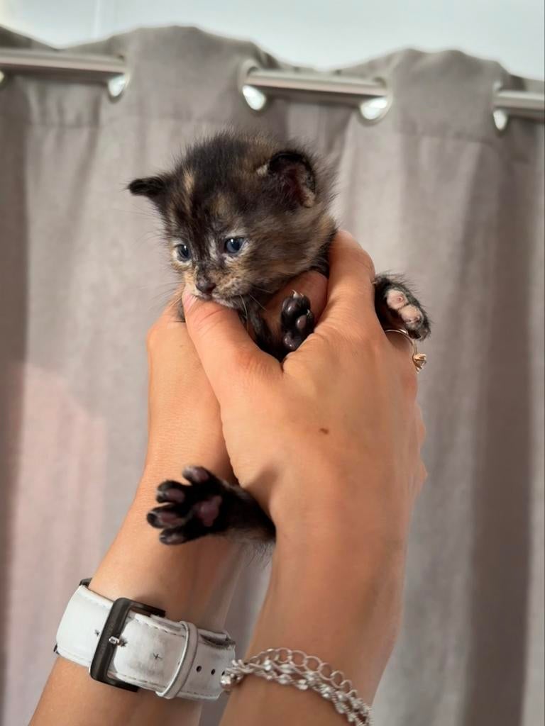 Lieve kittens – klaar voor een nieuw thuis over 2 weken, Kater