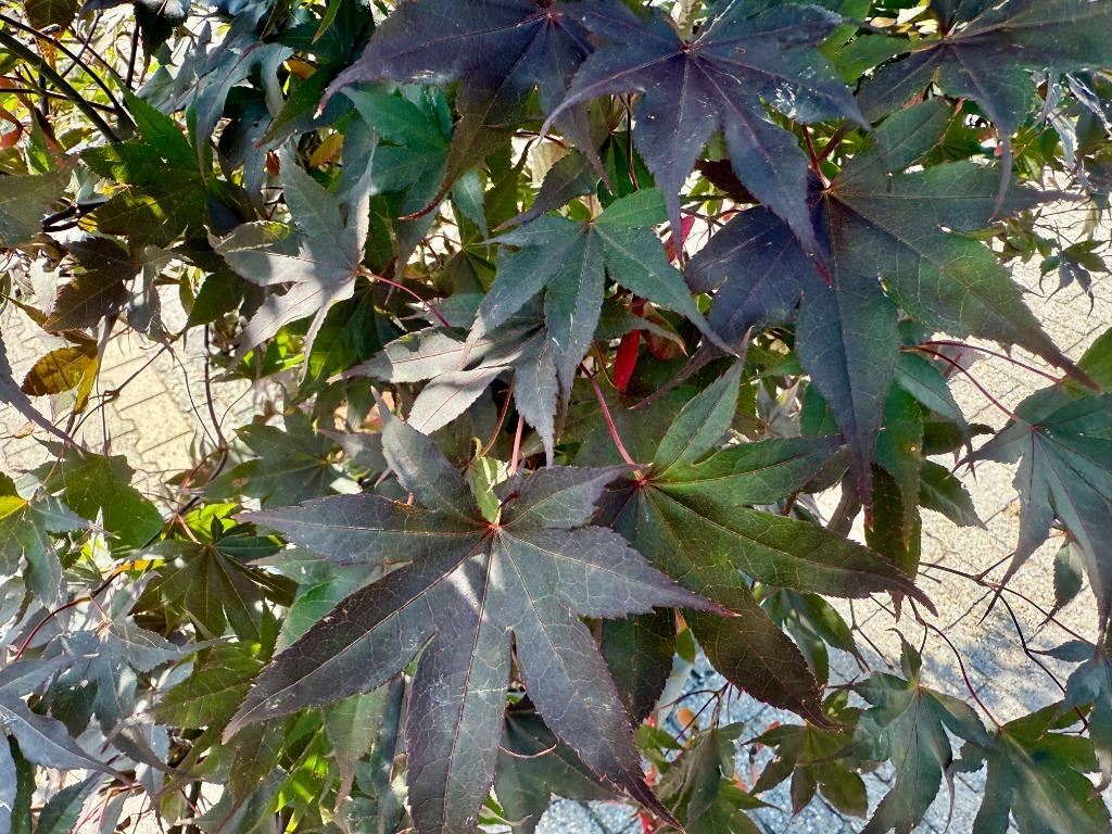 Acer palmatum Bloodgood - Japanse esdoorn 260/280 cm te koop, In pot, Bloeit niet, Halfschaduw, 250 tot 400 cm