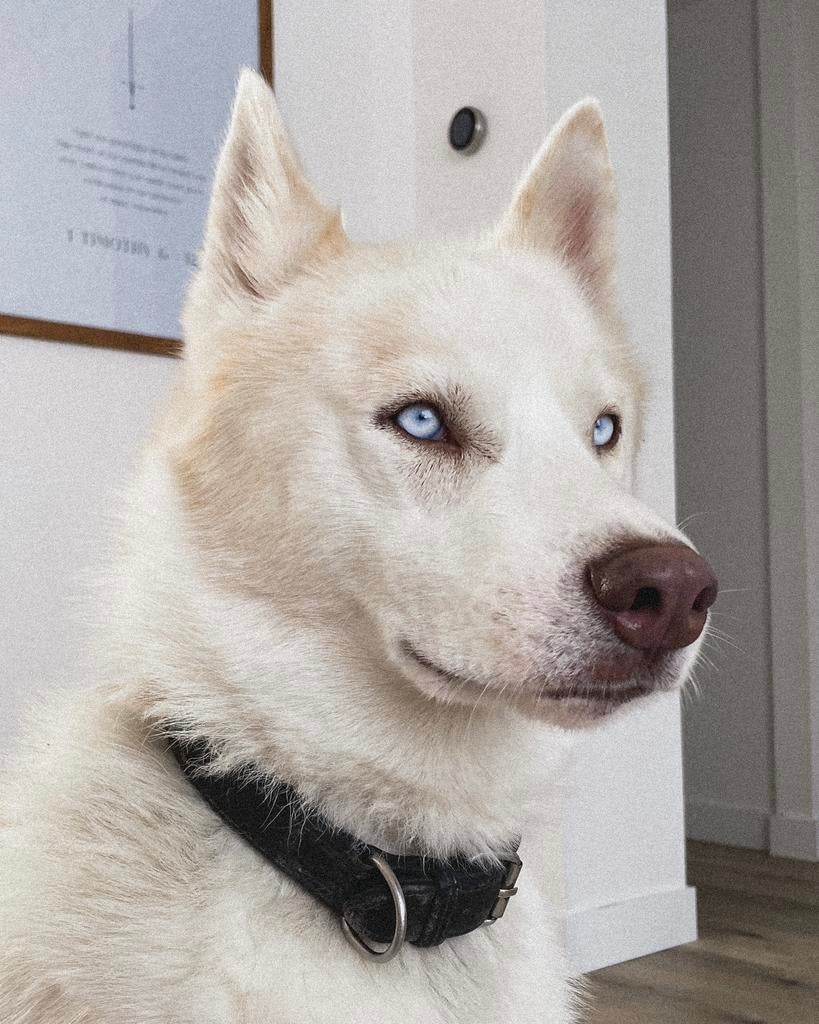 Op zoek naar een nieuw thuis voor husky Rudolph!, Dieren en Toebehoren, Honden | Poolhonden, Keeshonden en Oertypen, Parvo, Reu