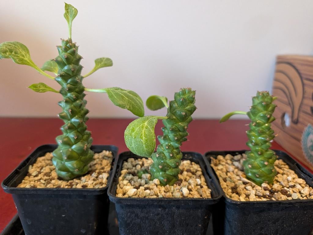 Euphorbia Ritchiei, Huis en Inrichting, Kamerplanten, Ophalen of Verzenden, Overige soorten, Halfschaduw, Minder dan 100 cm