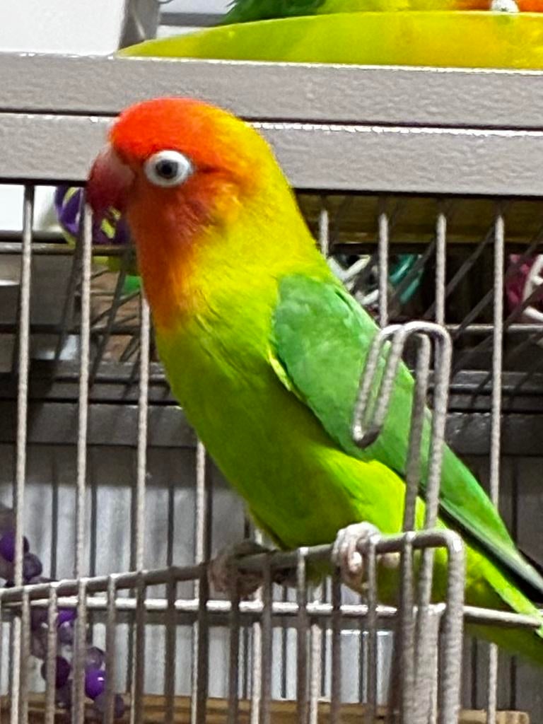 Te koop (reserveren) enkele Agapornis Lilianae, Dieren en Toebehoren, Vogels | Parkieten en Papegaaien, Geslacht onbekend, Dwergpapegaai of Agapornis