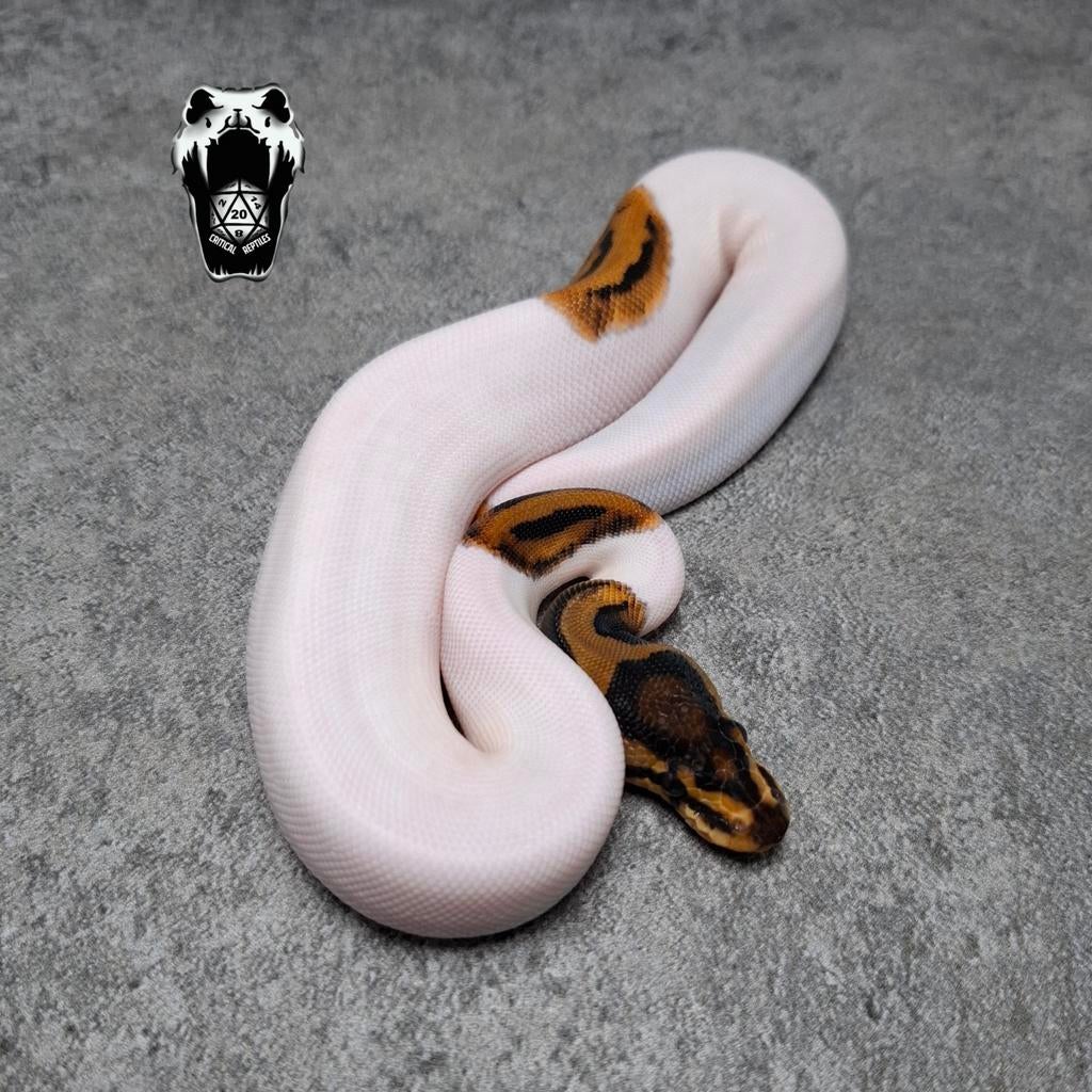 0.1 Mandarin Pied NK25 ballpython (python regius) Ball Python - female for sale from Critical Reptiles
