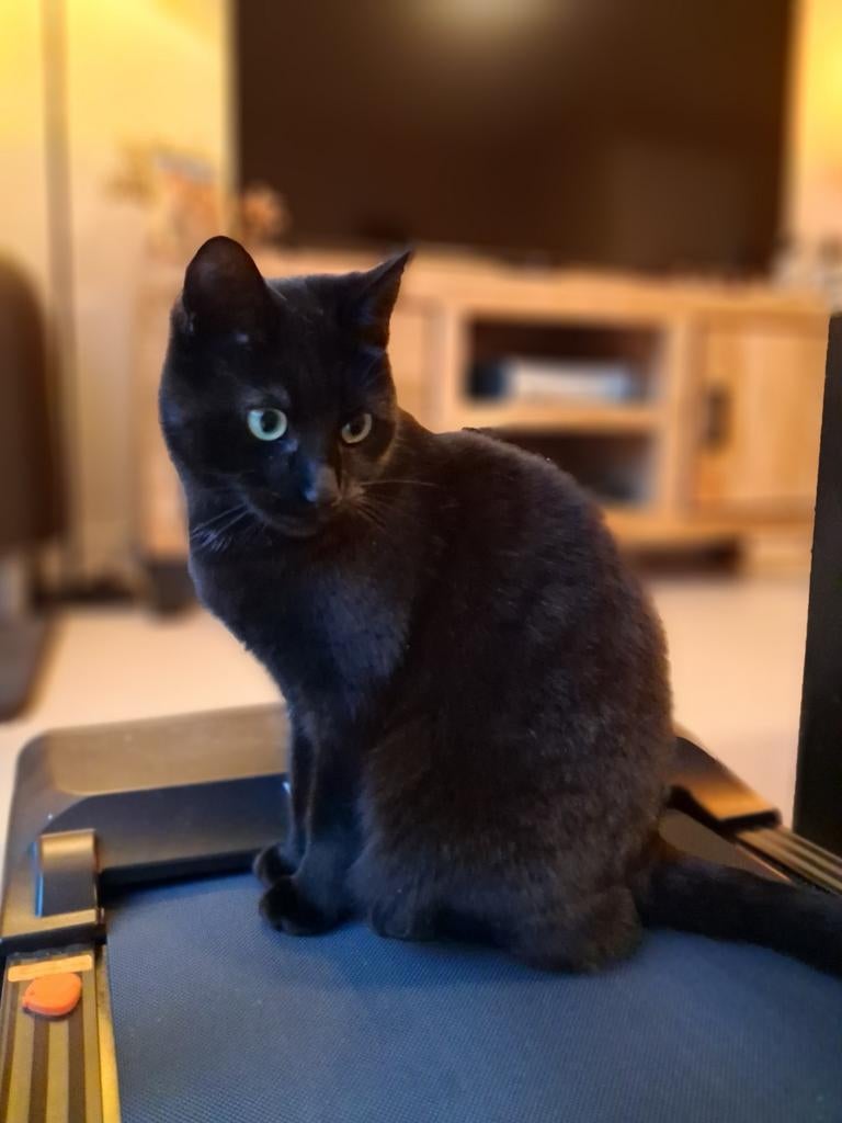 Super lieve zwarte mooie poes, Dieren en Toebehoren, Katten en Kittens | Overige Katten, Poes, Kortharig, 3 tot 5 jaar