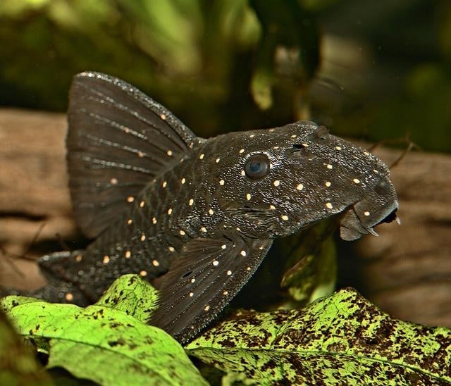 Eigen import 26soorten  L nummers, Bijzondere algeneters, Dieren en Toebehoren, Vissen | Aquariumvissen, Vis, Zoetwatervis