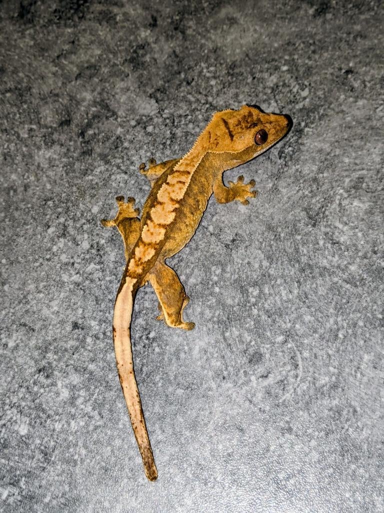 Wimpergekko Crested Gecko - male for sale from Hypertrophy Bullys