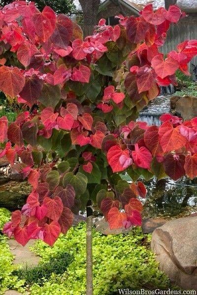 Cercis Canadensis 'JN100' Hearts A’fire PRAF / Nieuw ‼️‼️‼️, Tuin en Terras, Planten | Bomen, Lente, 250 tot 400 cm, Ophalen, Volle zon