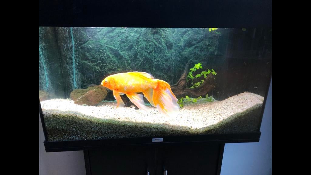 Juwel rio 125 met meubel, Dieren en Toebehoren, Ophalen, Gebruikt, Leeg aquarium