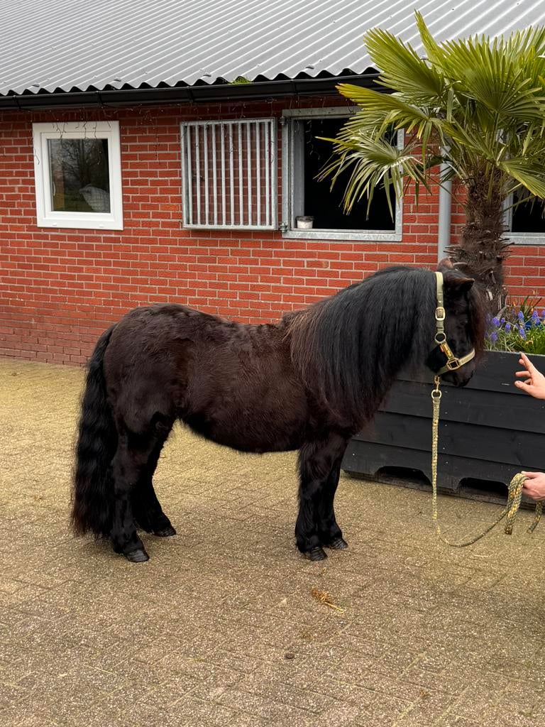 💖Prachtige sprookjes achtige zwarte stamboek merrie💖, Merrie, A pony (tot 1.17m)