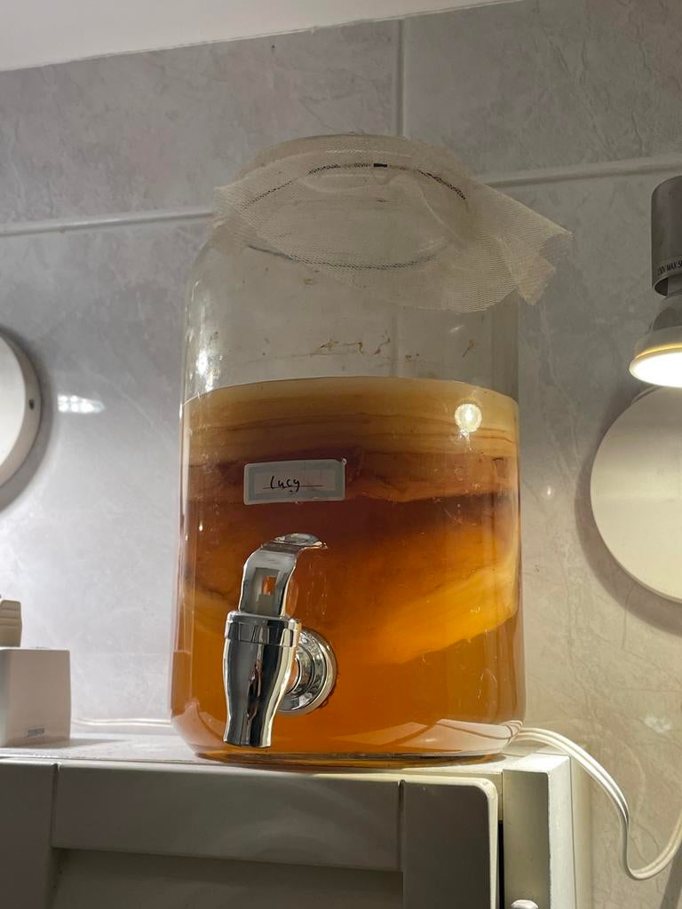 Scoby kombucha, Ophalen of Verzenden