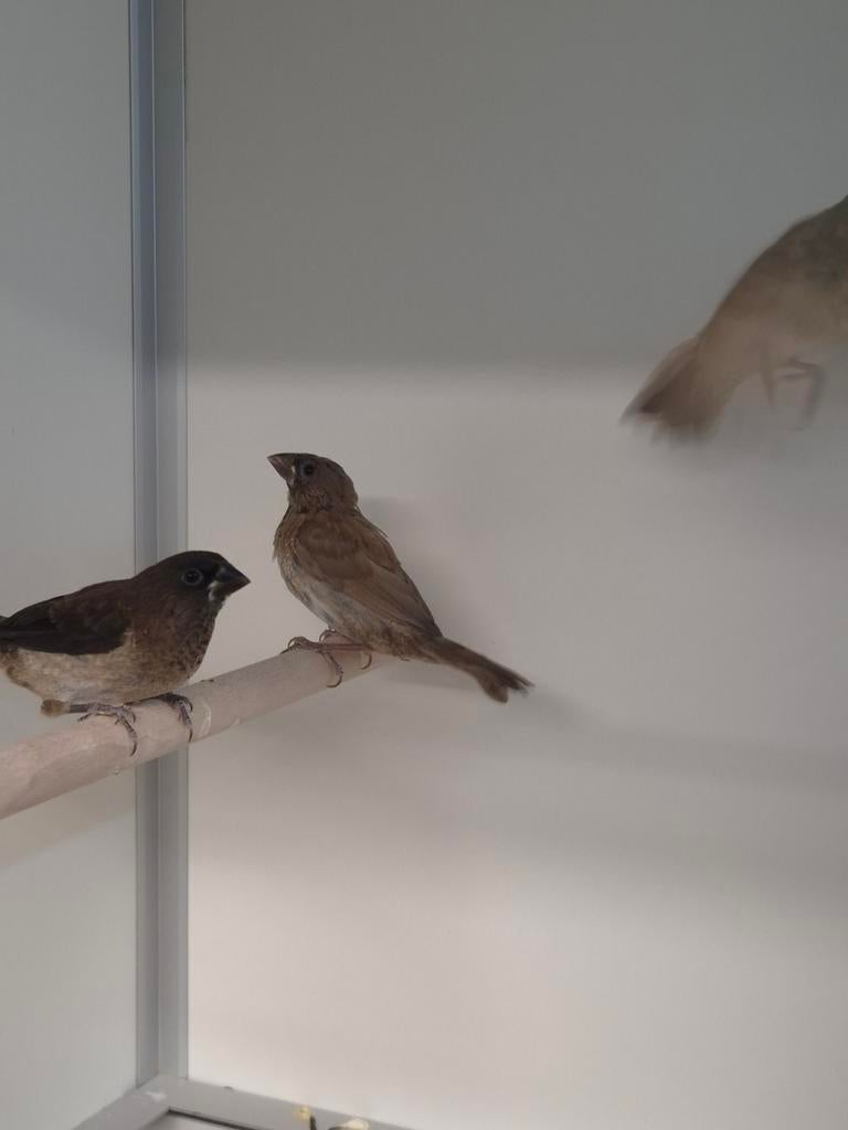 Japanse meeuwen, Meerdere dieren, Tropenvogel, Geringd