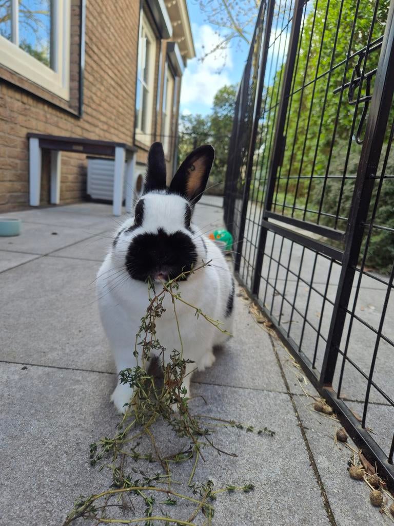GEZOCHT! gecastreerde ram met buitenvacht, Dieren en Toebehoren, Vrouwelijk