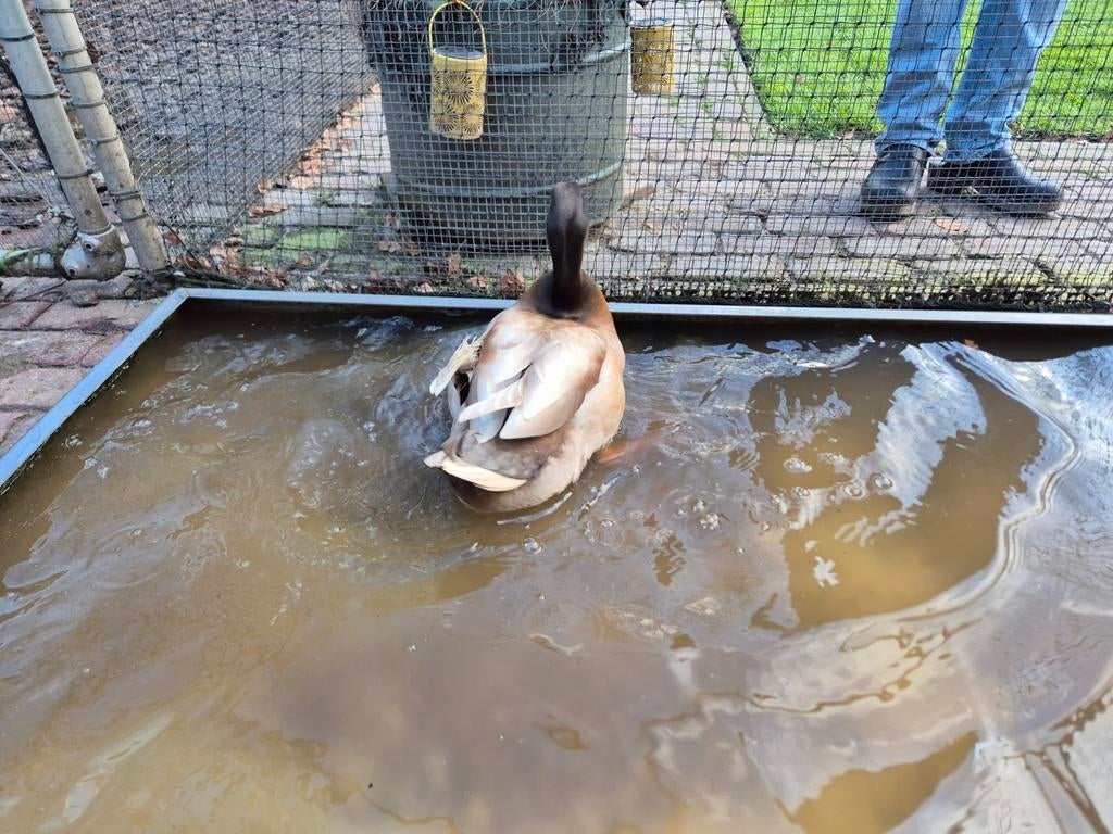 Koppel khaki campbell eend, Dieren en Toebehoren, Pluimvee, Meerdere dieren, Eend