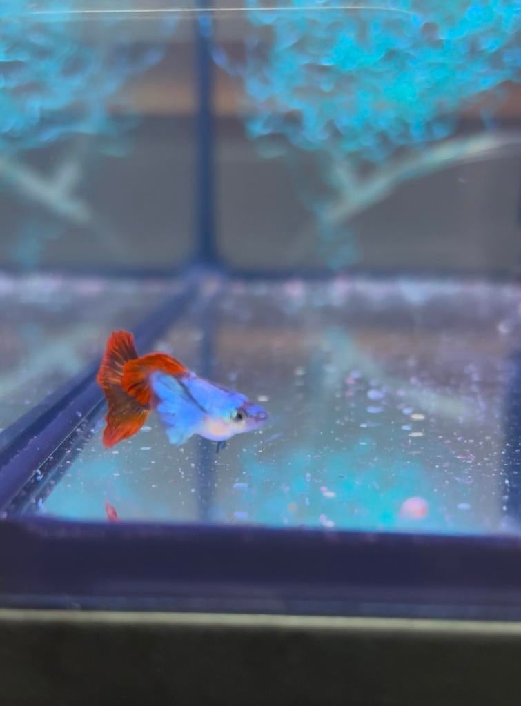 Red Platinum Dumbo Ear | Raszuiver, Vis