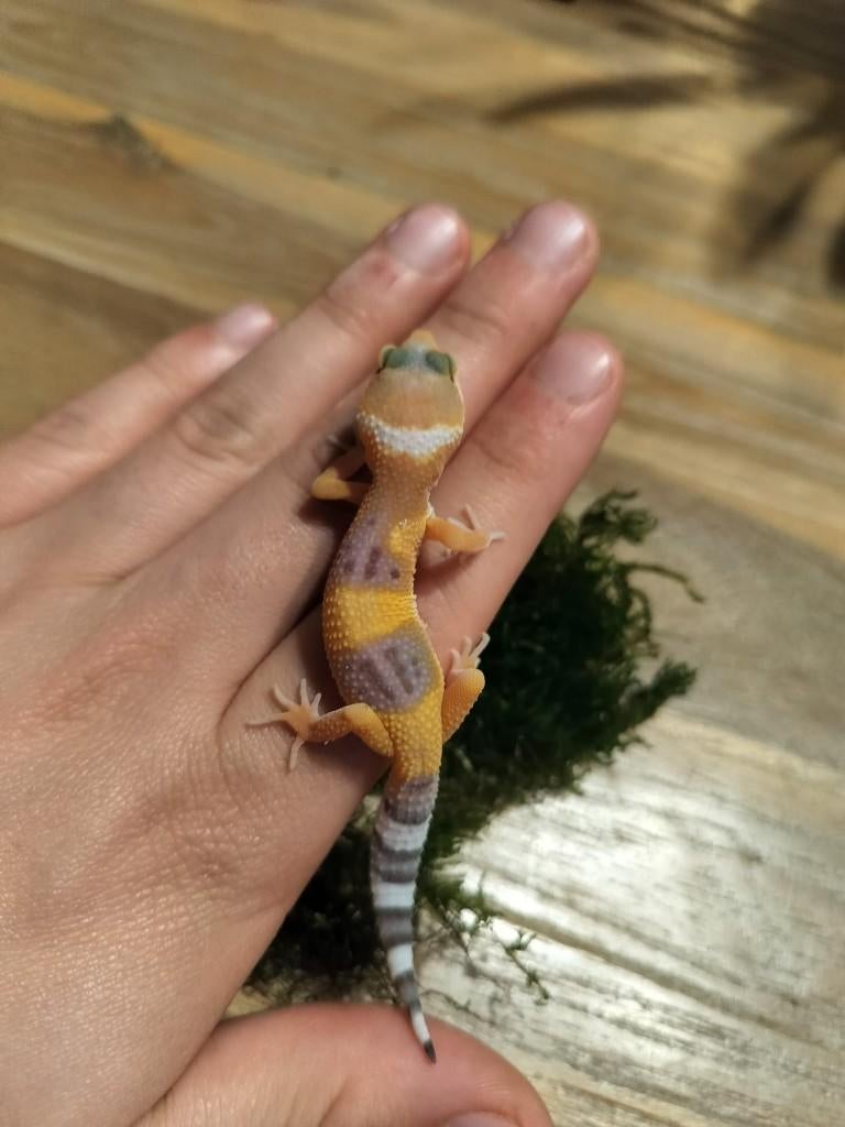 Jonge/ baby luipaardgekko, Dieren en Toebehoren, Hagedis, 0 tot 2 jaar