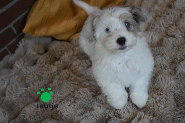 Leuke kleine boomer pups., Nederland, Parvo, Overige rassen, 8 tot 15 weken