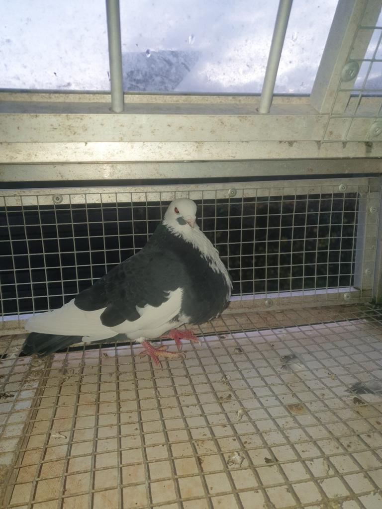 HAAGSE TILDUIVEN KROPPERS DOFFERS zwartbonte 4, Mannelijk, Kropper