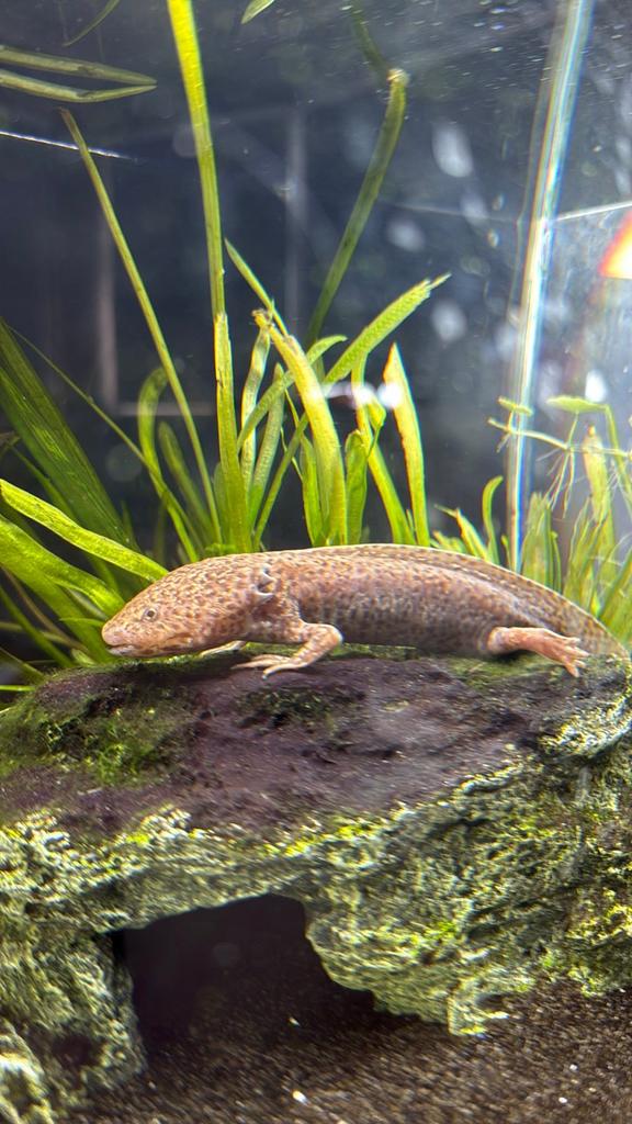 Axolotl, Dieren en Toebehoren, Reptielen en Amfibieën