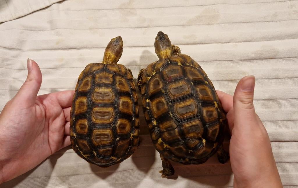 Landschildpadden - kinixys belliana nogueyi 0.0.2 Tortoise - female for sale from Maaike