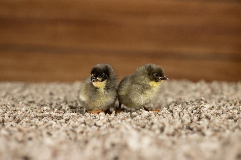 Wyandotte kriel kippenkuikens | Gesekst en Ingeënt, Vrouwelijk, Kip