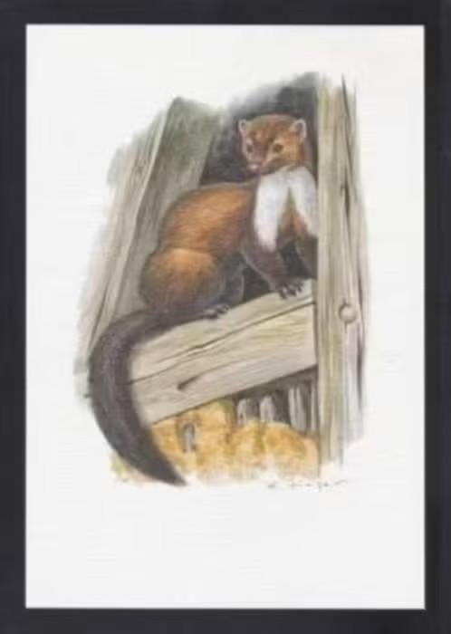 Steenmarter Martes Foina Kunstdruk., 1980 tot heden, Ophalen of Verzenden, Zo goed als nieuw, Dier