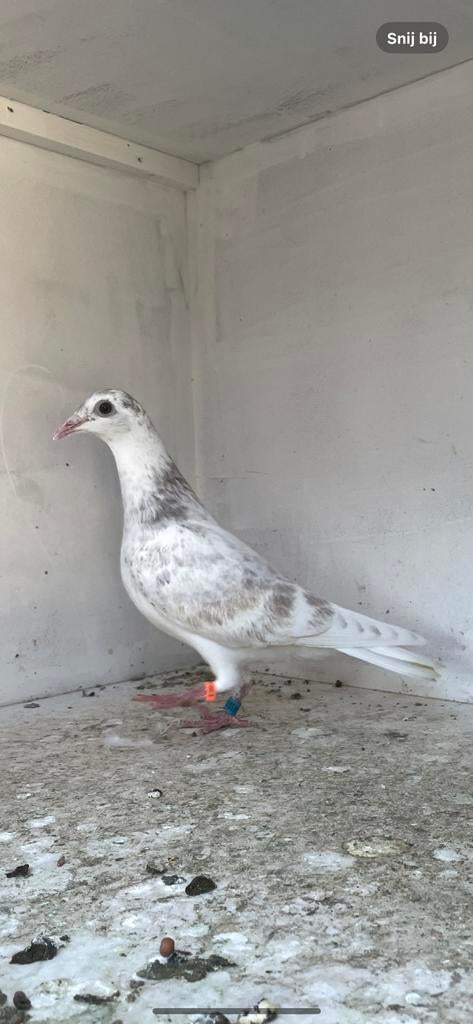 Jonge postduif, Dieren en Toebehoren, Vrouwelijk, Postduif