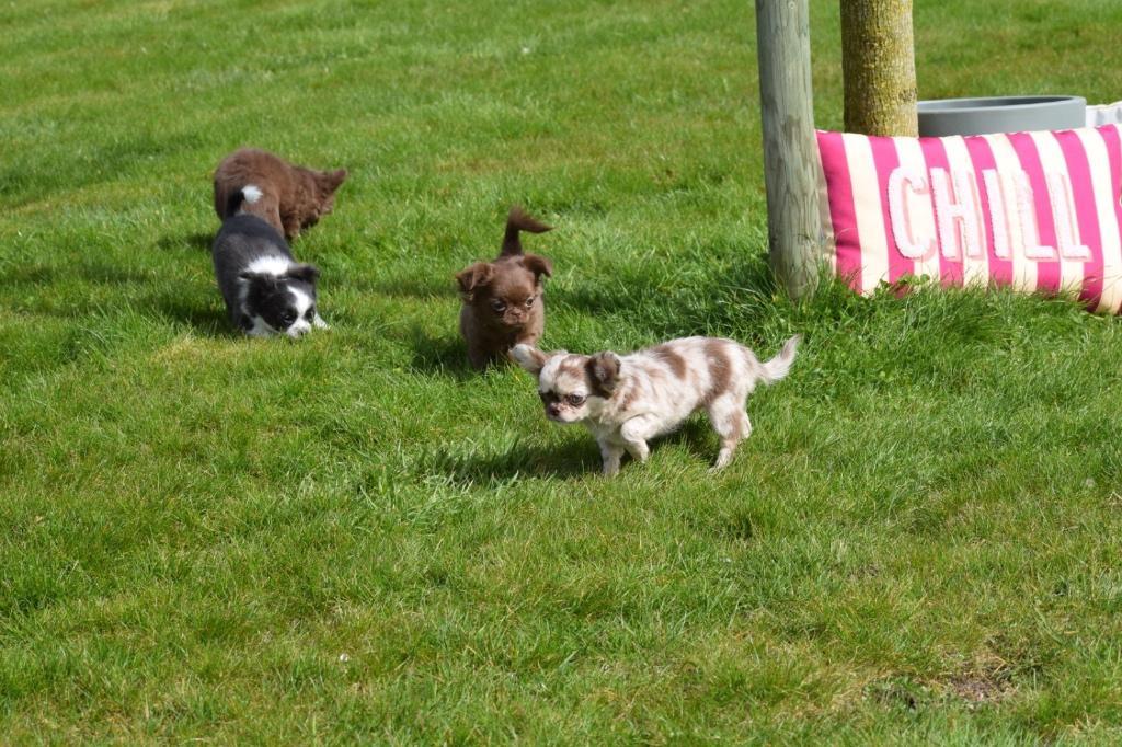 Chihuahua pups kies uw kleurtje, Dieren en Toebehoren, 15 weken tot 1 jaar, Buitenland, Parvo, Meerdere