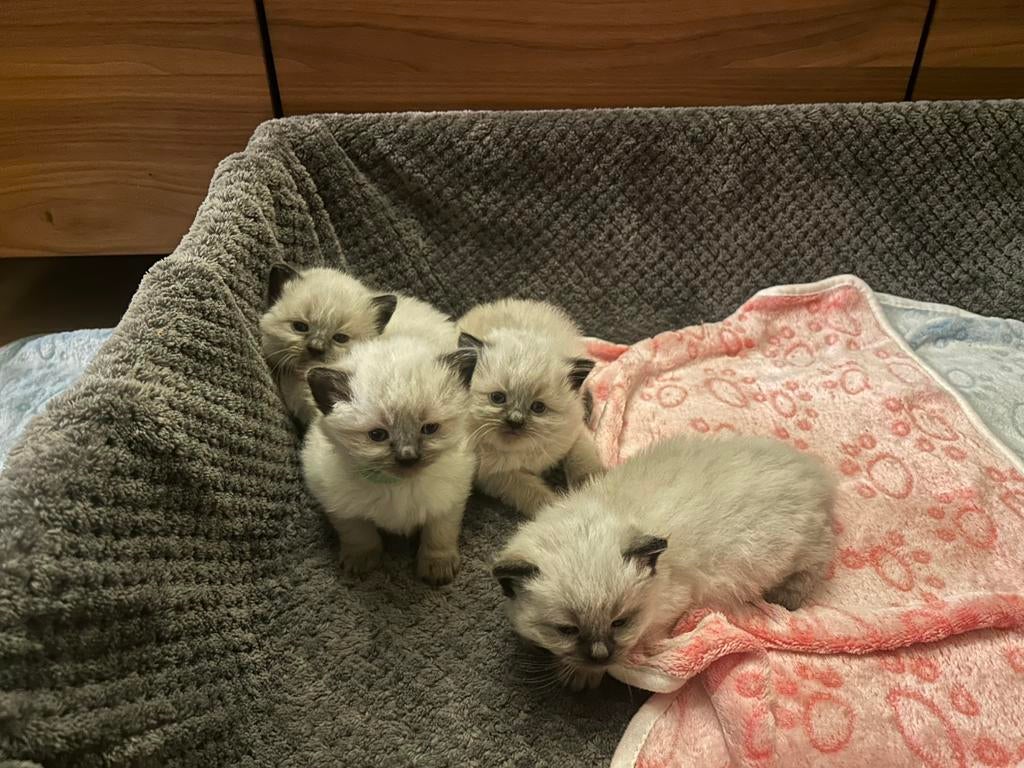 Raszuivere ragdoll kittens, Dieren en Toebehoren, Meerdere dieren, Ingeënt