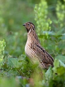 Europese kwartels, zuiver ras, Meerdere dieren, Overige soorten