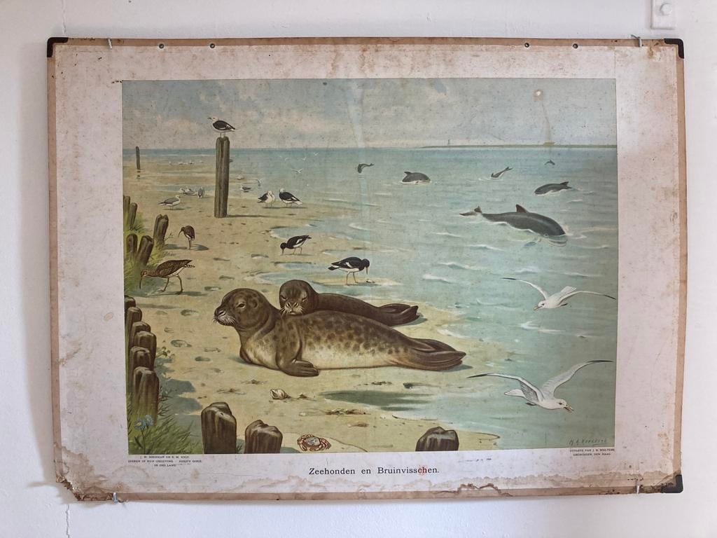 Wolters Schoolplaat Zeehonden en bruinvissen M.A. Koekkoek, Ophalen, Natuur en Biologie