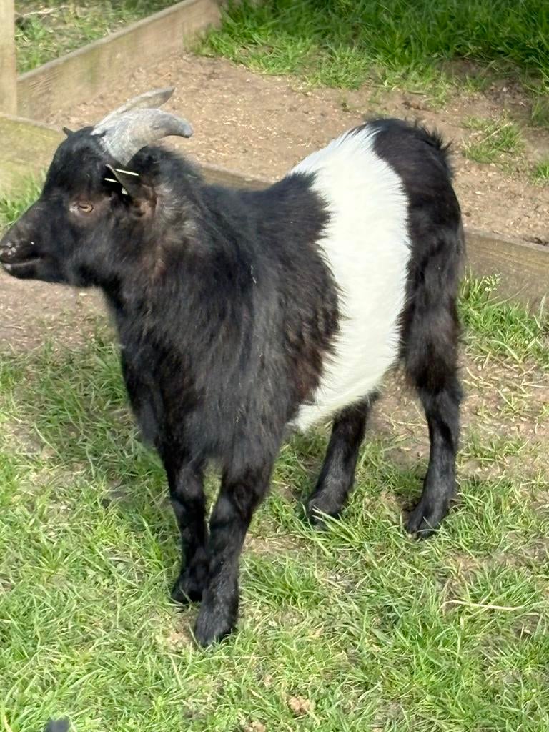 Lakenvelder rasbok, Mannelijk, Geit