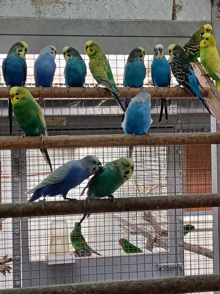 Broedrijpe grasparkieten uit buiten volière., Dieren en Toebehoren, Vogels | Parkieten en Papegaaien, Meerdere dieren, Parkiet